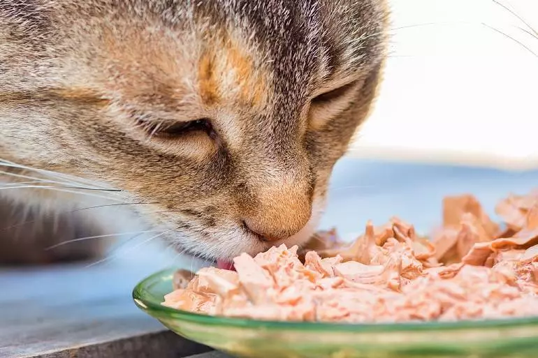 皇家罐头灭菌猫类和阉割猫：Kittens和成人猫的干湿食品，组成，食品包4和7公斤，评论 22652_29