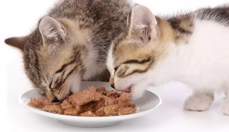 बिल्लियों पुरिना प्रो प्लान के लिए गीले भोजन: पफी और डिब्बाबंद भोजन पैटस्टोन के साथ, फ़ीड रचनाएं न्यूट्रिसवोर नाजुक, न्यूट्रिसवोर नसबंदी और अन्य 22658_5