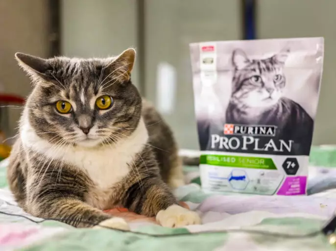 Ushqimi i thatë për Cats Purina Pro Plani: Përbërja dhe llojet. Ushqimi veterinar ur urinar dhe delikate, sterilizuar dhe ushqim të tjera. Norma ditore. Shqyrtime 22666_20