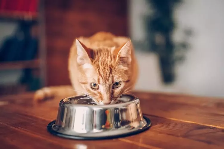 AATU FEED: Tørr og våt mat. Funksjoner og beskrivelse av produkter for katter og hunder 22669_2