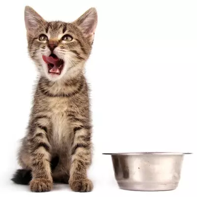 Kucing Udan Kucing Weteng: Kaleng lan Puffs saka Linek Premium lan Care, Komposisi kasebut. Ulasan Pelanggan babagan merek Food 22693_3