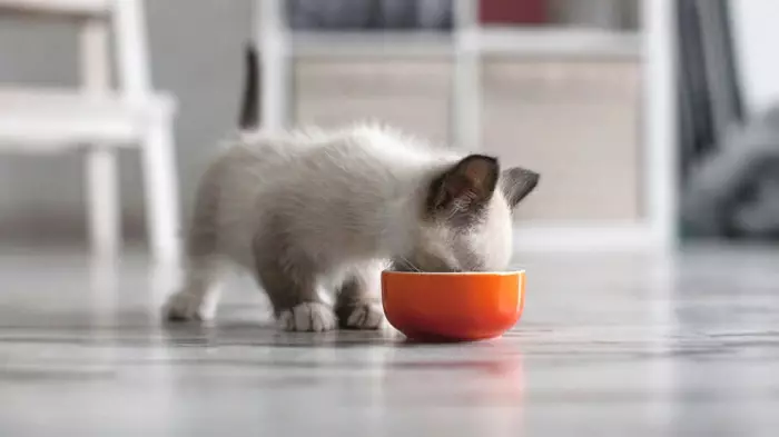 القطط للقطط Schesir: الجاف والرطب للقطط والقطط المعقمة. تكوين القطط المعلب مع التونة ويغذي أخرى للكبار والقطط المسنين. تقييم 22694_3