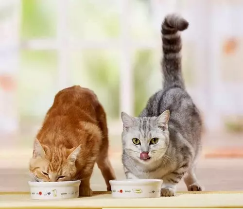 غذا برای گربه انتاریو: برای بچه گربه ها و گربه های استریل، ترکیبات خشک خشک و تولید کننده کنسرو مرطوب. بررسی ها 22695_8
