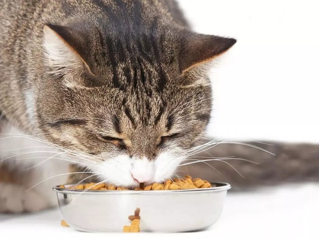 Mačke za mačke Zooring: Sestava suhega in mokrega krme za mladiče do 12 mesecev in odraslih mačk in mačk, preglede pregledov 22708_20