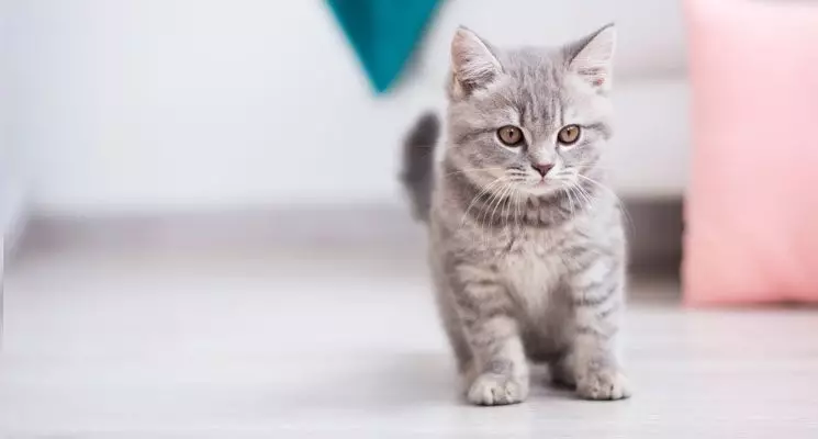 Mačke za mačke Zore: Sastav suhe i vlažne hrane za mačiće do 12 mjeseci i mačke za odrasle i mačke, recenzije pregleda 22708_8