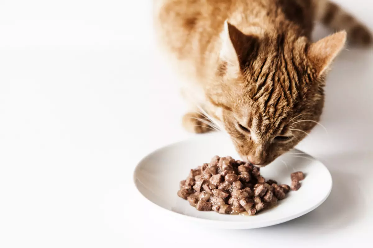 Královská farma krmiva: Pro koťata a sterilizované kočky, suché a mokré kočičí jídlo s kuřecím masem a jiným složením 22714_21