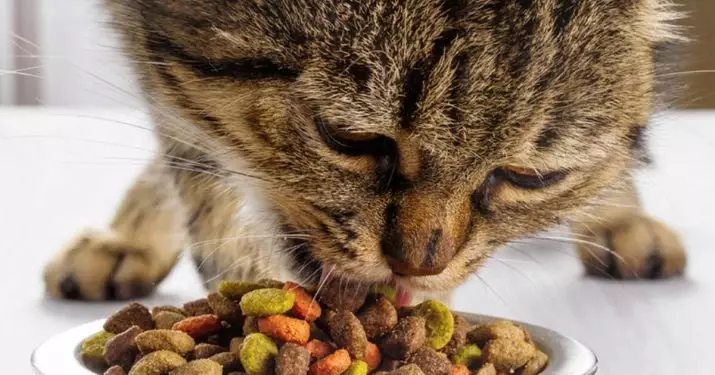 Feed Kucing Permuduk Royal: Kanggo kucing lan kucing sterilisasi, panganan garing lan udan karo pitik lan komposisi liyane 22714_8