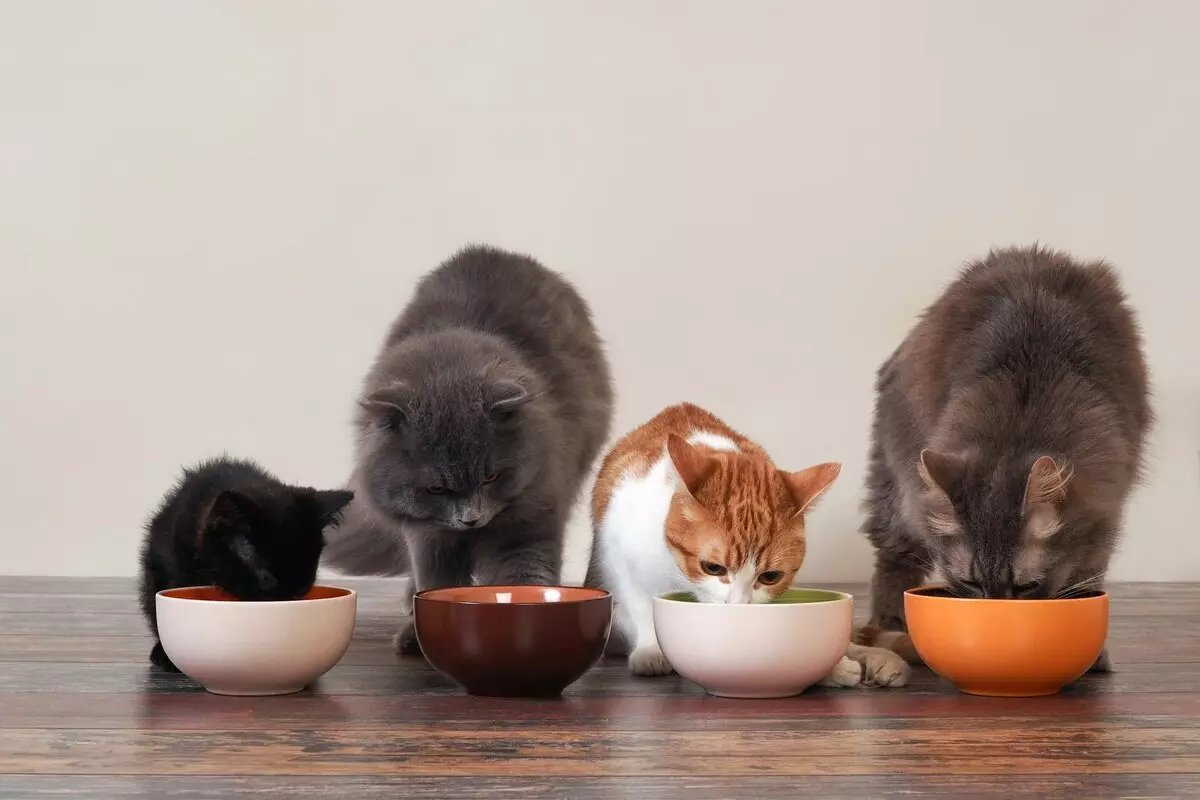 Brooksfield Cat Food: Pre mačiatka a na sterilizované mačky, zloženie, suché a mokré mačkové potraviny Super Premium Triede, recenzia 22715_10