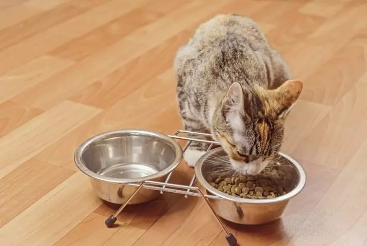 Favoriete feed: Foar hûnen en katten. De gearstalling fan droege feed en de norm. Dog Feed 