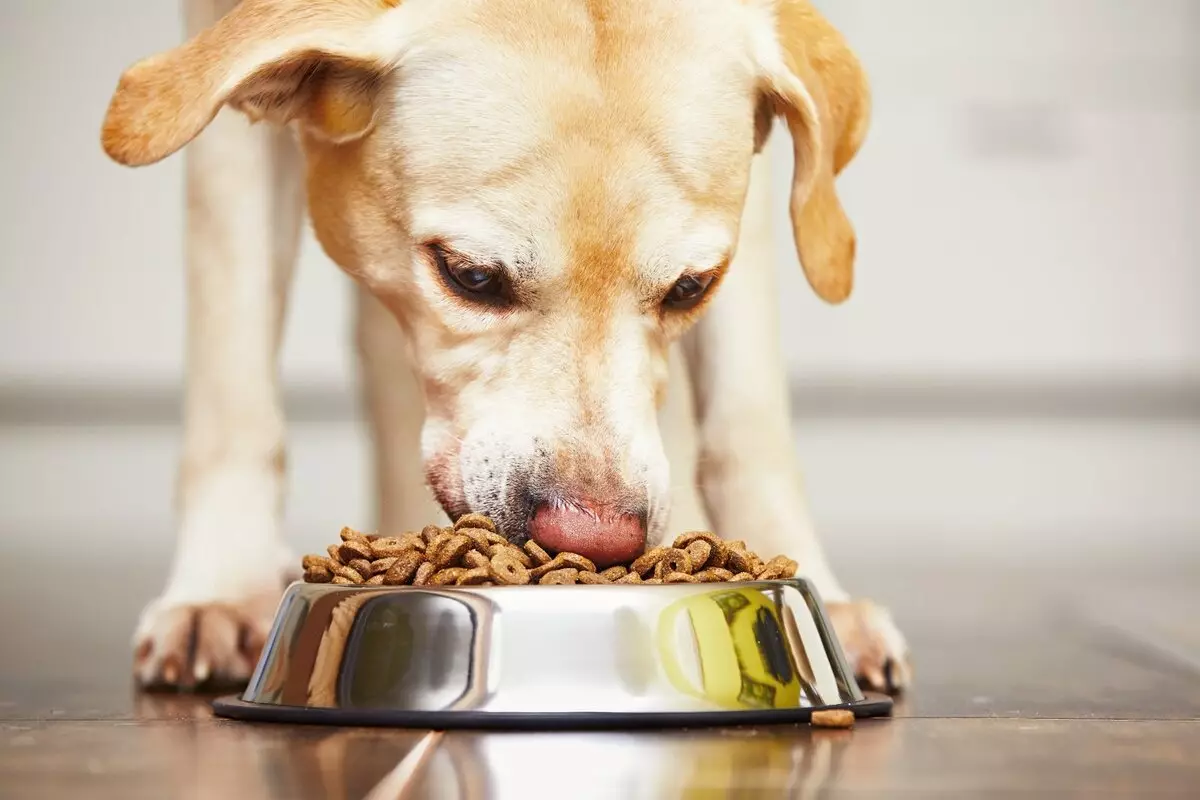 Ulubiona karma: dla psów i kotów. Skład suchej pasz i normy. Feed Dog 