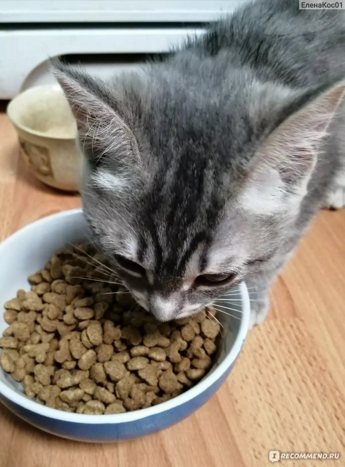 Katten iten skat: feline droech iten fan purina yn pakjes 2 kg en 10 kg, oare soarten, komposysje en resinsjes 22732_22