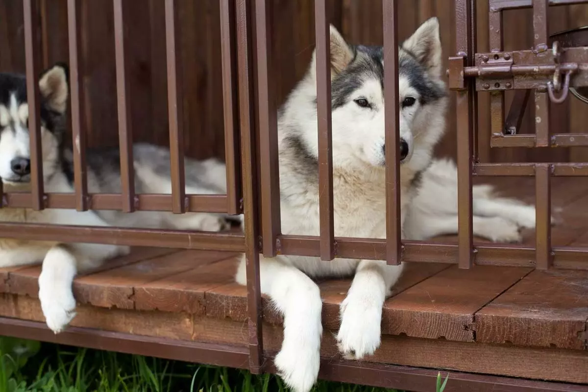 Husky Care: Kā pareizi rūpēties par kucēnu mājās? Suņu saturs privātmājā un uz ielas, šķirnes iezīmes 22742_21