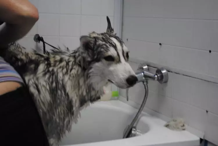 Husky Care: Kā pareizi rūpēties par kucēnu mājās? Suņu saturs privātmājā un uz ielas, šķirnes iezīmes 22742_26