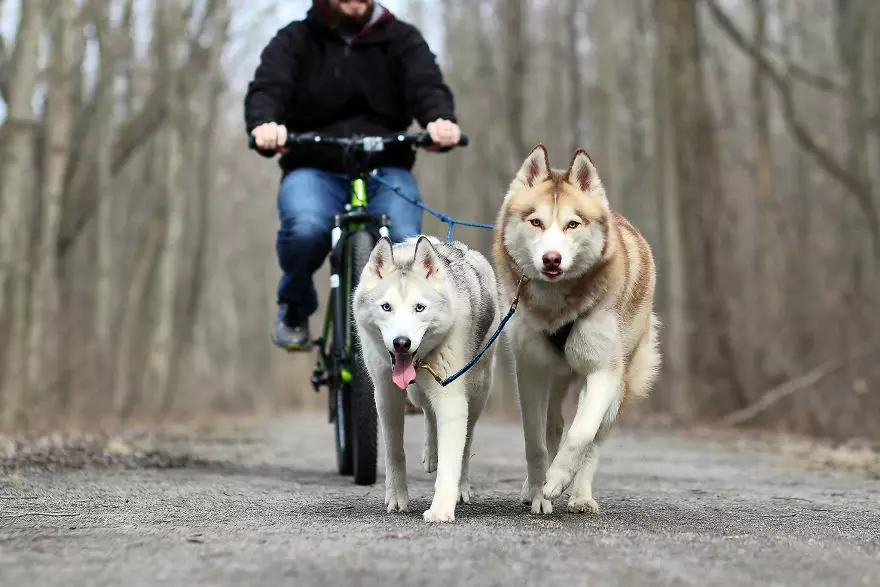 Husky Care: Kā pareizi rūpēties par kucēnu mājās? Suņu saturs privātmājā un uz ielas, šķirnes iezīmes 22742_45