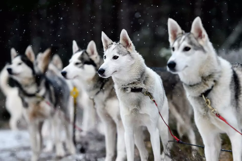 Husky Care: Kā pareizi rūpēties par kucēnu mājās? Suņu saturs privātmājā un uz ielas, šķirnes iezīmes 22742_5