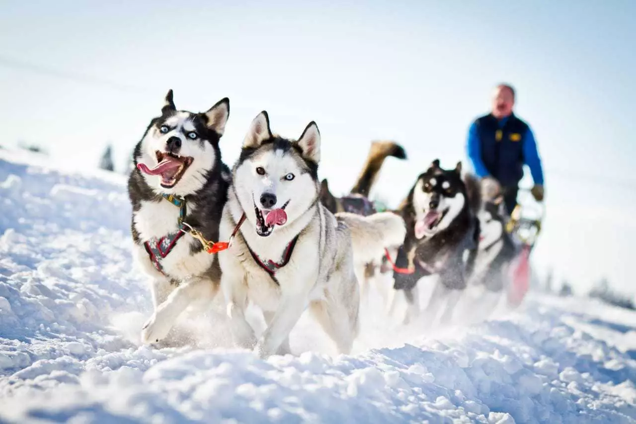 Husky Care: Kā pareizi rūpēties par kucēnu mājās? Suņu saturs privātmājā un uz ielas, šķirnes iezīmes 22742_8