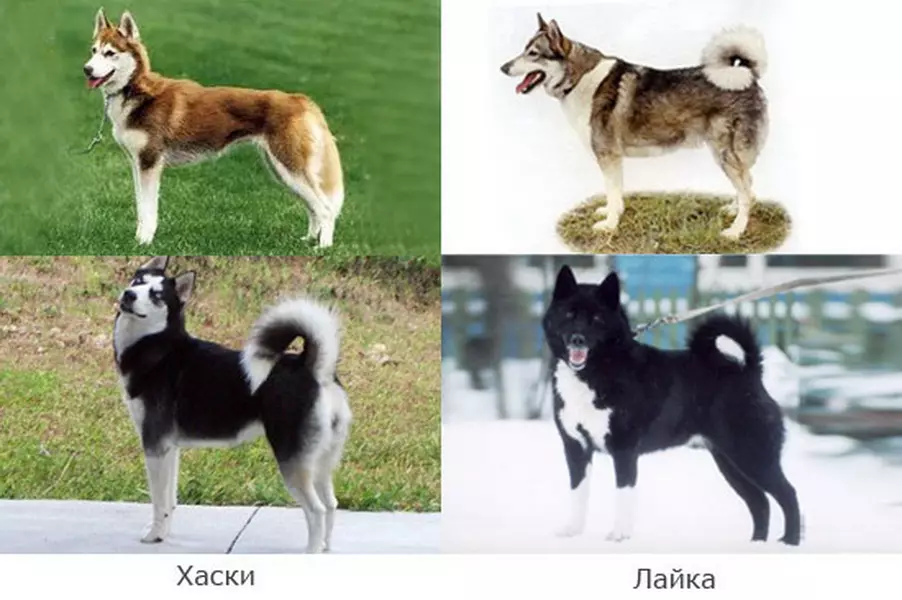 Comme est Husky ou pas? Quelle est la différence entre Husky? 37 comparaison de photos des races et de la différence entre eux, les différences externes des chiens. Quoi de mieux à choisir? Comment distinguer Sibérie Husky? 22743_17