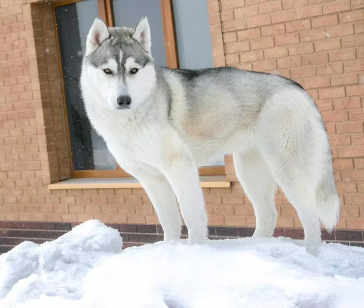 Like is Husky or not? What is the difference between husky? 37 Photo Comparison of breeds and the difference between them, the external differences of dogs. What better to choose? How to distinguish Siberian husky? 22743_3