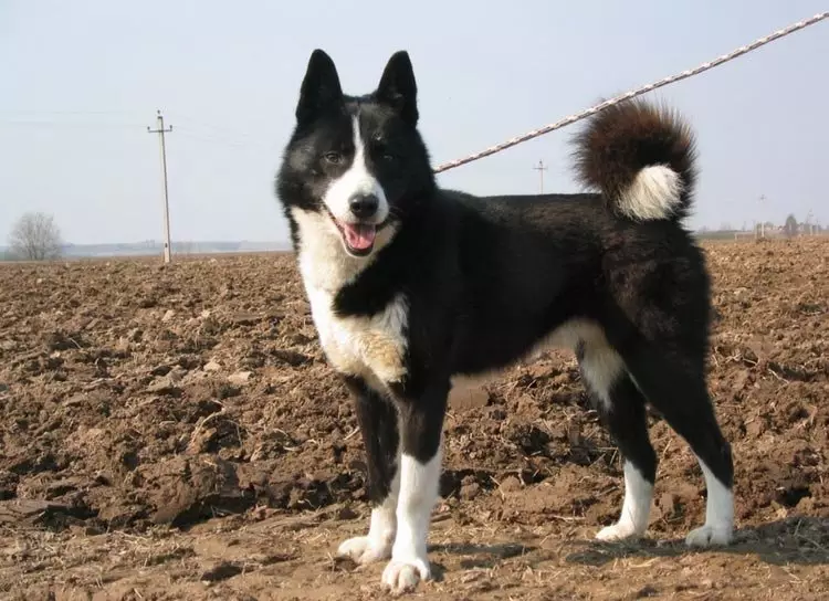 Like is Husky or not? What is the difference between husky? 37 Photo Comparison of breeds and the difference between them, the external differences of dogs. What better to choose? How to distinguish Siberian husky? 22743_33