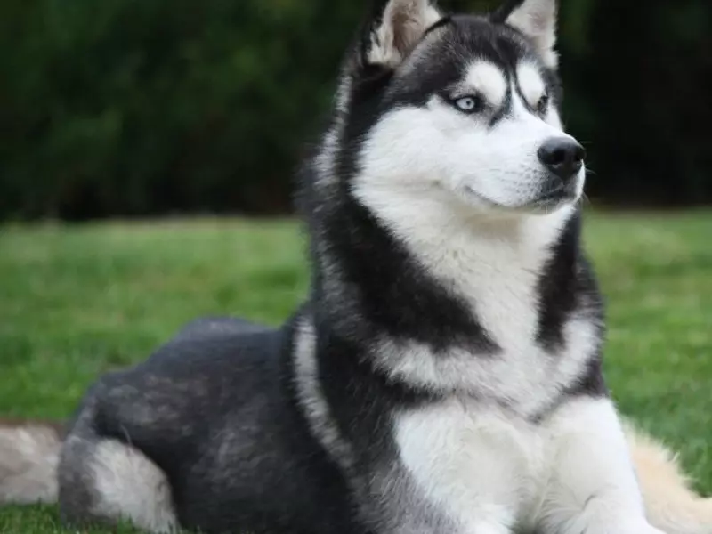 Like is Husky or not? What is the difference between husky? 37 Photo Comparison of breeds and the difference between them, the external differences of dogs. What better to choose? How to distinguish Siberian husky? 22743_4