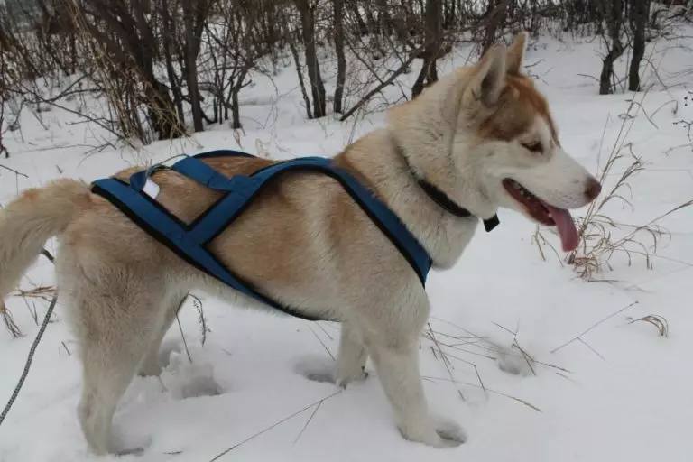 Cortador para Husky (36 fotos): Conducir y caminar encuestas, collares y correas recomendadas para la raza de perros. ¿Qué es mejor elegir? 22744_10