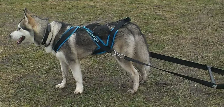 Máy cắt cho Husky (36 ảnh): Lái xe và bỏ đi các cuộc thăm dò, cổ áo và dây xích được khuyến nghị cho giống chó. Chọn gì tốt hơn? 22744_11