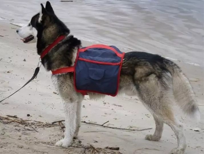 Taglierina per Husky (36 foto): sondaggi di guida e passeggiate, collari e guinzagli consigliati per la razza di cani. Cosa è meglio scegliere? 22744_12