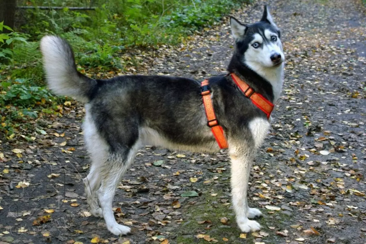 Cortador para Husky (36 fotos): Condución e andar enquisas, colares e correas recomendadas para a raza do can. Que é mellor escoller? 22744_13