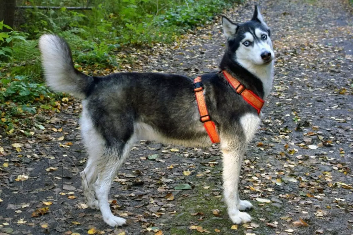 Taglierina per Husky (36 foto): sondaggi di guida e passeggiate, collari e guinzagli consigliati per la razza di cani. Cosa è meglio scegliere? 22744_13