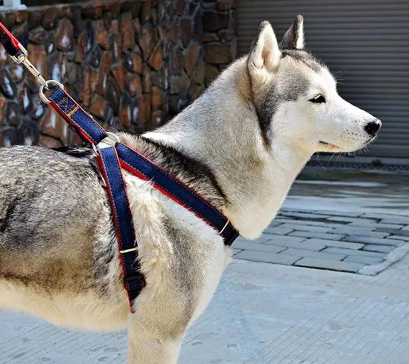 Cutter for husky (36 photos): driving and walking polls, collars and leashes recommended for dog breed. What is better to choose? 22744_14