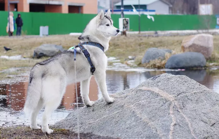 Cutter för Husky (36 bilder): Körning och gångundersökningar, krage och koppel som rekommenderas för hundras. Vad är bättre att välja? 22744_15