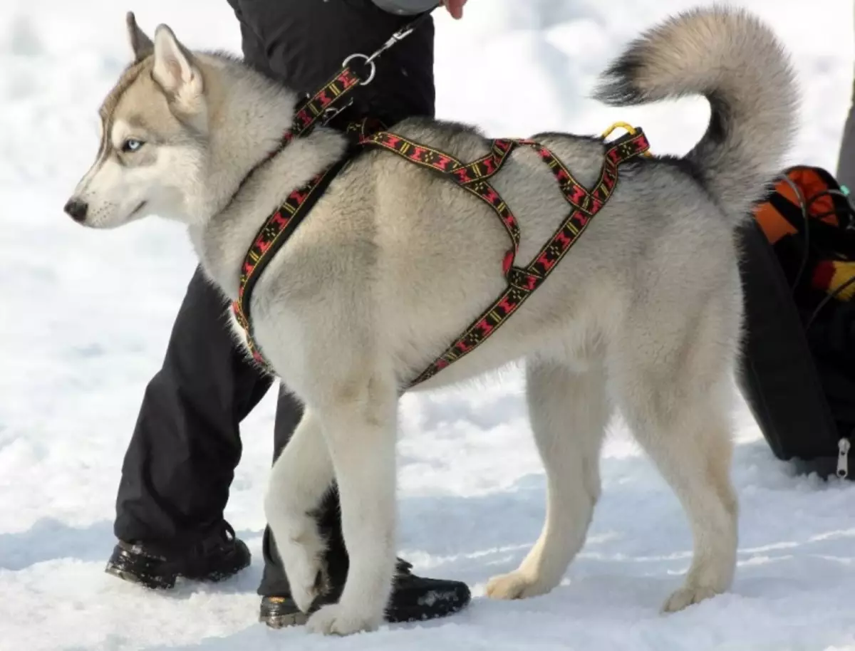 Cortador para Husky (36 fotos): Condución e andar enquisas, colares e correas recomendadas para a raza do can. Que é mellor escoller? 22744_16