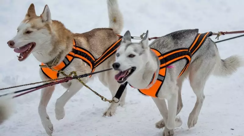 Cortador para Husky (36 fotos): Condución e andar enquisas, colares e correas recomendadas para a raza do can. Que é mellor escoller? 22744_17