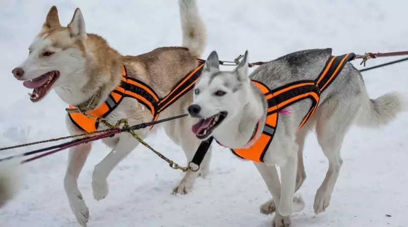 Cutter for Husky (36 bilder): Kjøring og gåsundersøkelser, Collars og Leases Anbefales for hundeavl. Hva er bedre å velge? 22744_17