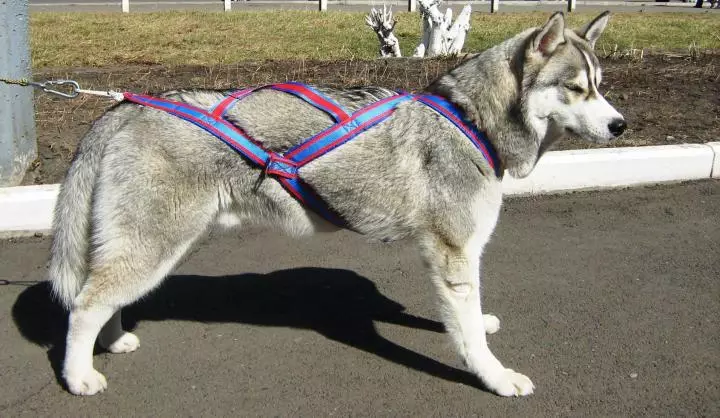 Cortador para Husky (36 fotos): Condución e andar enquisas, colares e correas recomendadas para a raza do can. Que é mellor escoller? 22744_18
