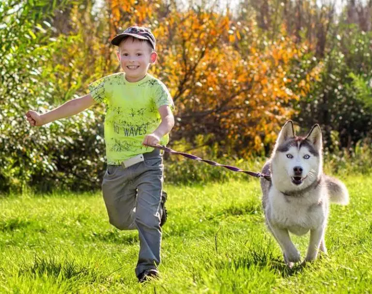 Cortador para Husky (36 fotos): Conducir y caminar encuestas, collares y correas recomendadas para la raza de perros. ¿Qué es mejor elegir? 22744_2