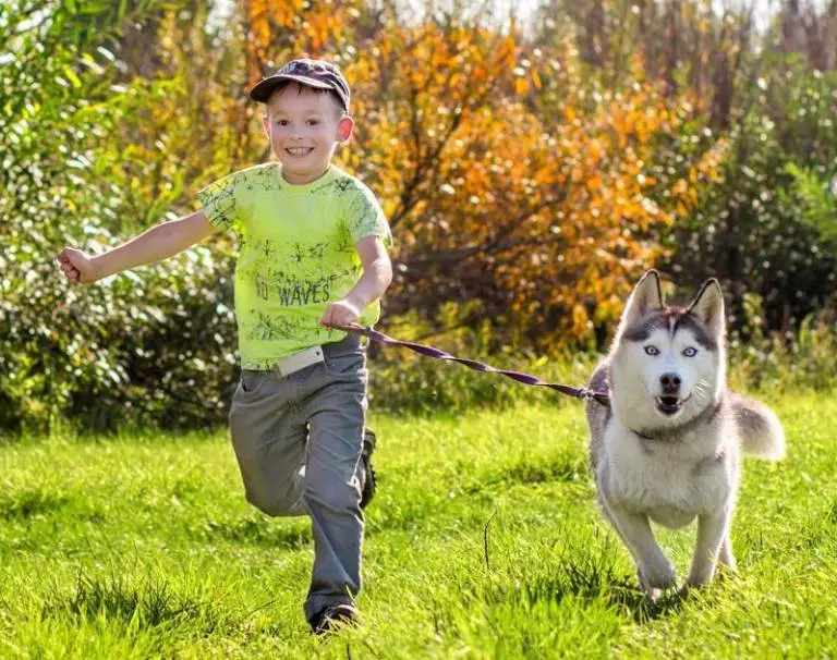 Cutter for Husky (36 bilder): Kjøring og gåsundersøkelser, Collars og Leases Anbefales for hundeavl. Hva er bedre å velge? 22744_2