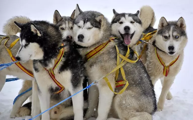 Cutter for Husky (36 bilder): Kjøring og gåsundersøkelser, Collars og Leases Anbefales for hundeavl. Hva er bedre å velge? 22744_23