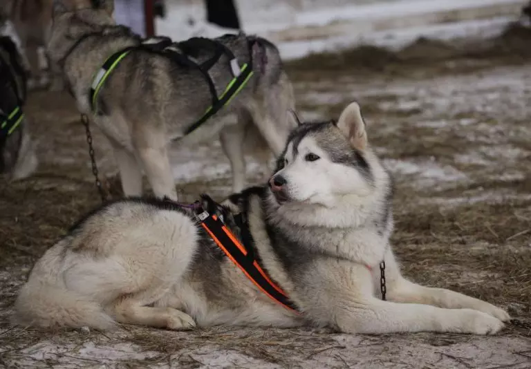 Kouto pou Husky (36 foto): Kondwi ak mache biwo vòt, kolye ak kòd rekòmande pou kwaze chen. Ki sa ki pi bon yo chwazi? 22744_24