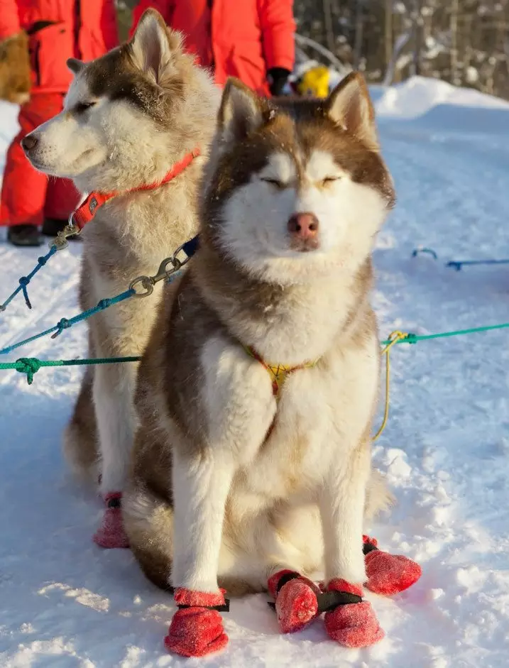 Cutter for Husky (36 foto): Polling mengemudi dan berjalan, kerah dan segi anggur direkomendasikan untuk jenis anjing. Apa yang lebih baik untuk dipilih? 22744_25