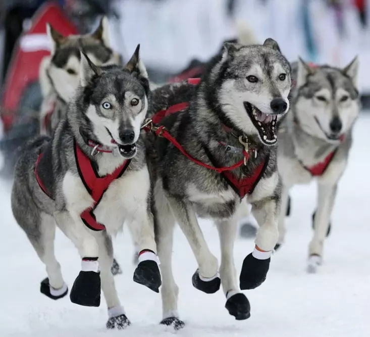 Cortador para Husky (36 fotos): Conducir y caminar encuestas, collares y correas recomendadas para la raza de perros. ¿Qué es mejor elegir? 22744_26