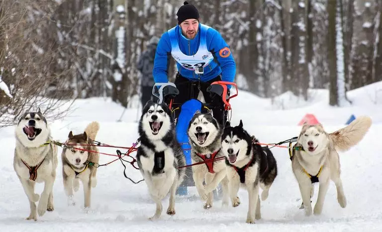 Cortador para Husky (36 fotos): Conducir y caminar encuestas, collares y correas recomendadas para la raza de perros. ¿Qué es mejor elegir? 22744_27