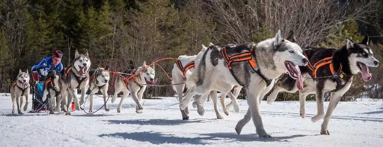 Կտրեք Husky- ի համար (36 լուսանկար). Շների ցեղատեսակի համար առաջարկվող մանյակներ եւ զբոսանքներ, մանյակներ եւ թարթիչներ: Ինչն է ավելի լավ ընտրել: 22744_28