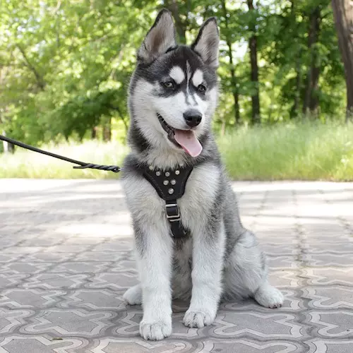 Cortador para Husky (36 fotos): Condución e andar enquisas, colares e correas recomendadas para a raza do can. Que é mellor escoller? 22744_32