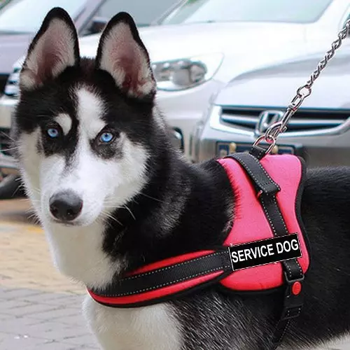 Cortador para Husky (36 fotos): Condución e andar enquisas, colares e correas recomendadas para a raza do can. Que é mellor escoller? 22744_33