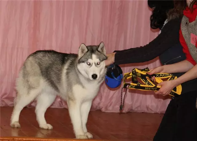 Pemotong kanggo husky (36 Foto): Potongan nyopir lan mlaku, kolar lan bocor sing disaranake kanggo jenis asu. Apa sing luwih apik kanggo milih? 22744_35