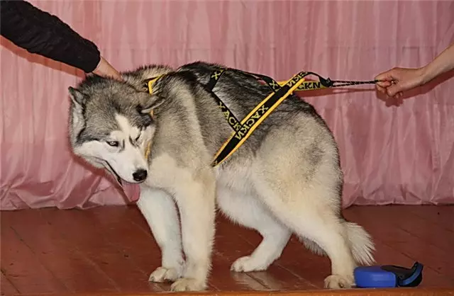 Taglierina per Husky (36 foto): sondaggi di guida e passeggiate, collari e guinzagli consigliati per la razza di cani. Cosa è meglio scegliere? 22744_36