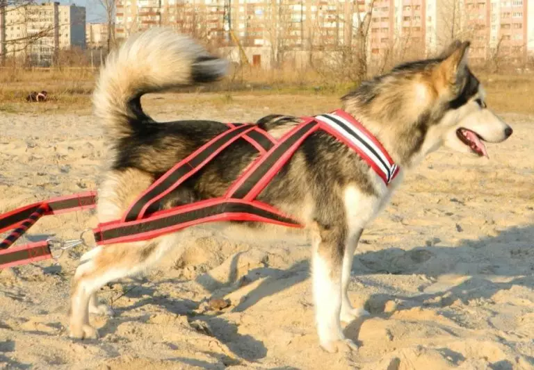Cortador para Husky (36 fotos): Conducir y caminar encuestas, collares y correas recomendadas para la raza de perros. ¿Qué es mejor elegir? 22744_9