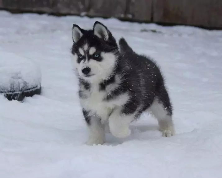 Juoda husky (23 nuotraukos): Ką atrodo juodos šuniukai su mėlynomis akimis? Spalvų savybės su saule. Ar šunys yra visiškai juodos? 22745_20