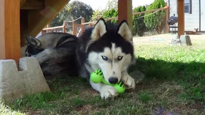 Juoda husky (23 nuotraukos): Ką atrodo juodos šuniukai su mėlynomis akimis? Spalvų savybės su saule. Ar šunys yra visiškai juodos? 22745_22